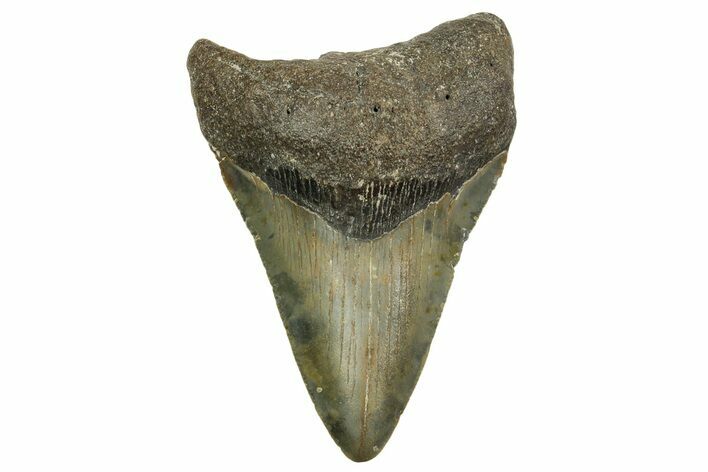Fossil Megalodon Tooth - North Carolina #363706